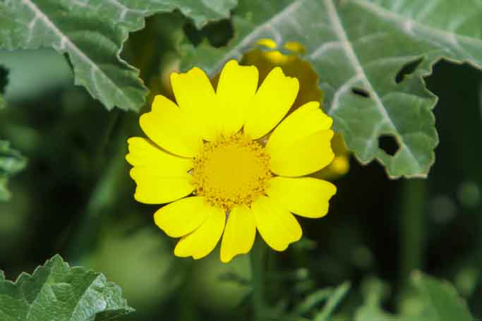 Flower Sample 2.jpg