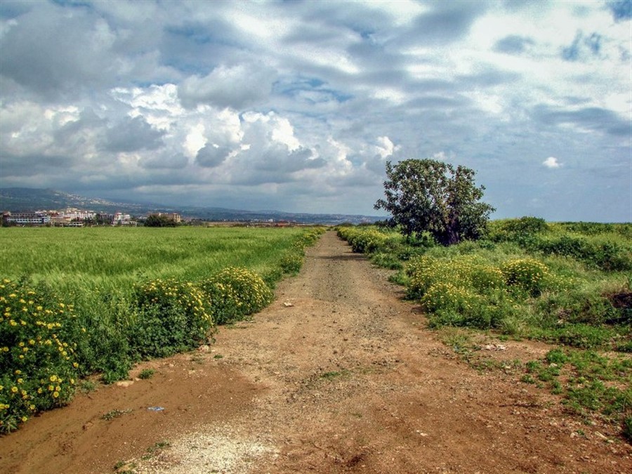 dog waling track...for me. (900 x 675).jpg