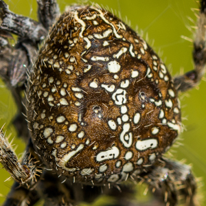 Araneus diadematus-3663-1.JPG