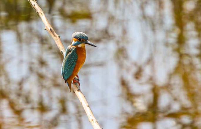 Kingfisher Sample.jpg