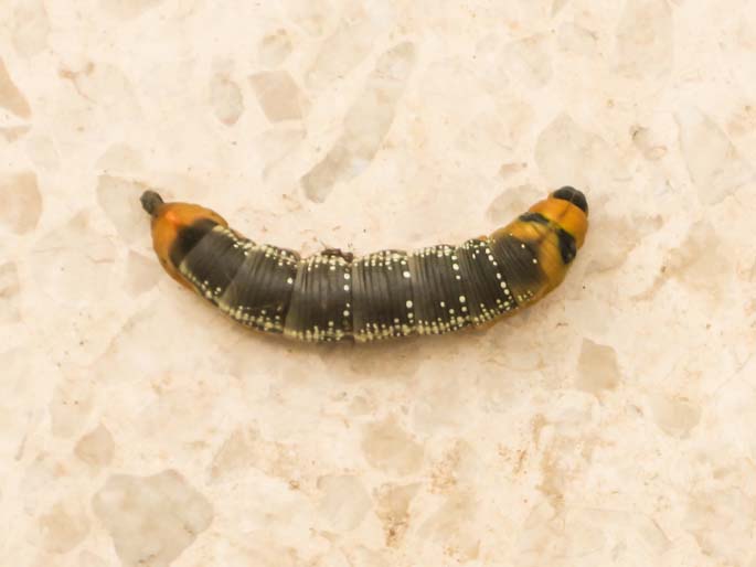 Oleander Hawk Moth Larva Sample 1.jpg