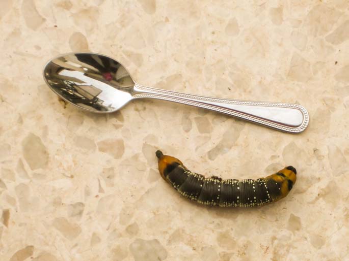 Oleander Hawk Moth Larva Sample 2.jpg