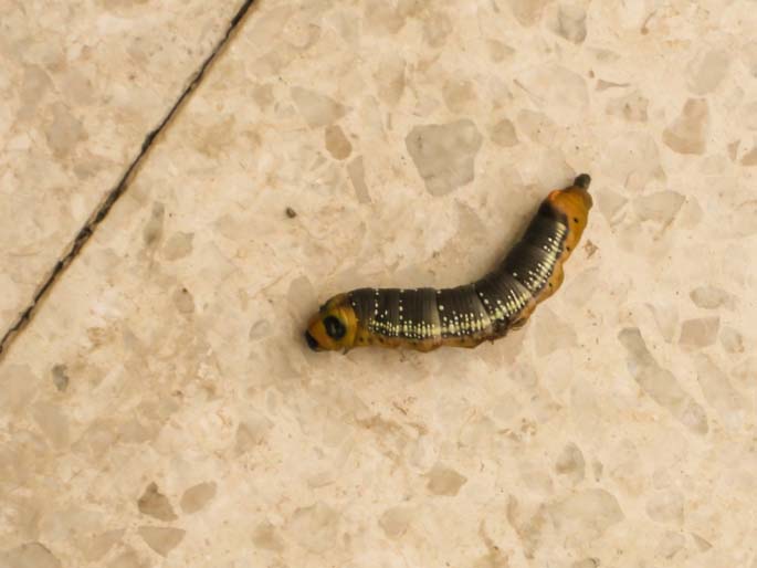 Oleander Hawk Moth Larva Sample 3.jpg