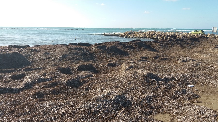 seaweed (900 x 506).jpg