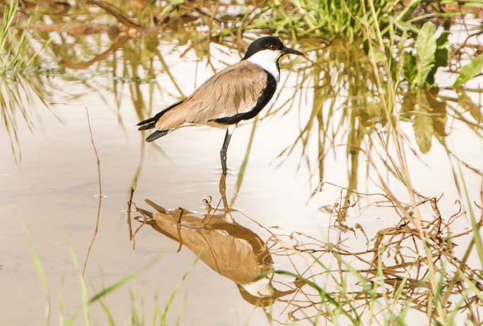 Spur-winged Lapwing Sample 2.jpg