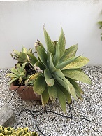 succulent pic 3.jpg