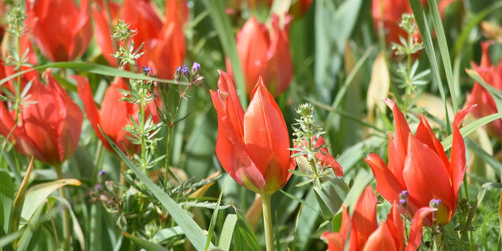 polemi-tulip-2019-announced.jpg