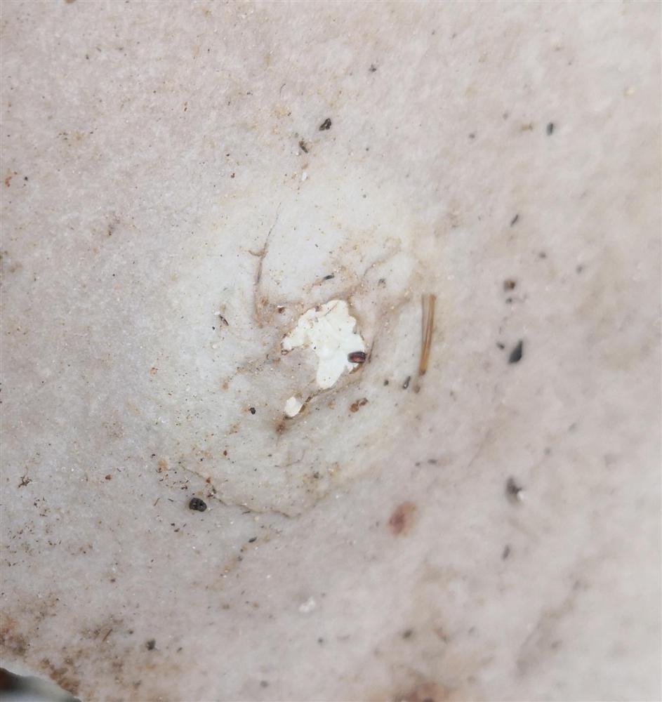 05. bedding-parallel surface showing a concretion deforming surface and poking through a bit