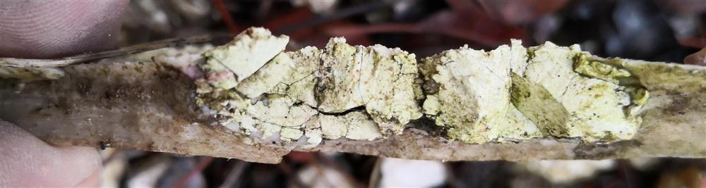 04. close-up of another oncretion in section (weathered)
