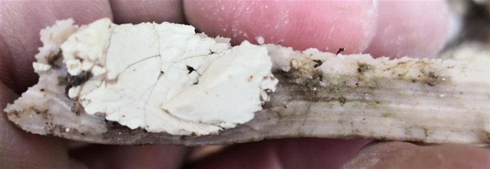 03. close-up of one concretion in section (weathered)