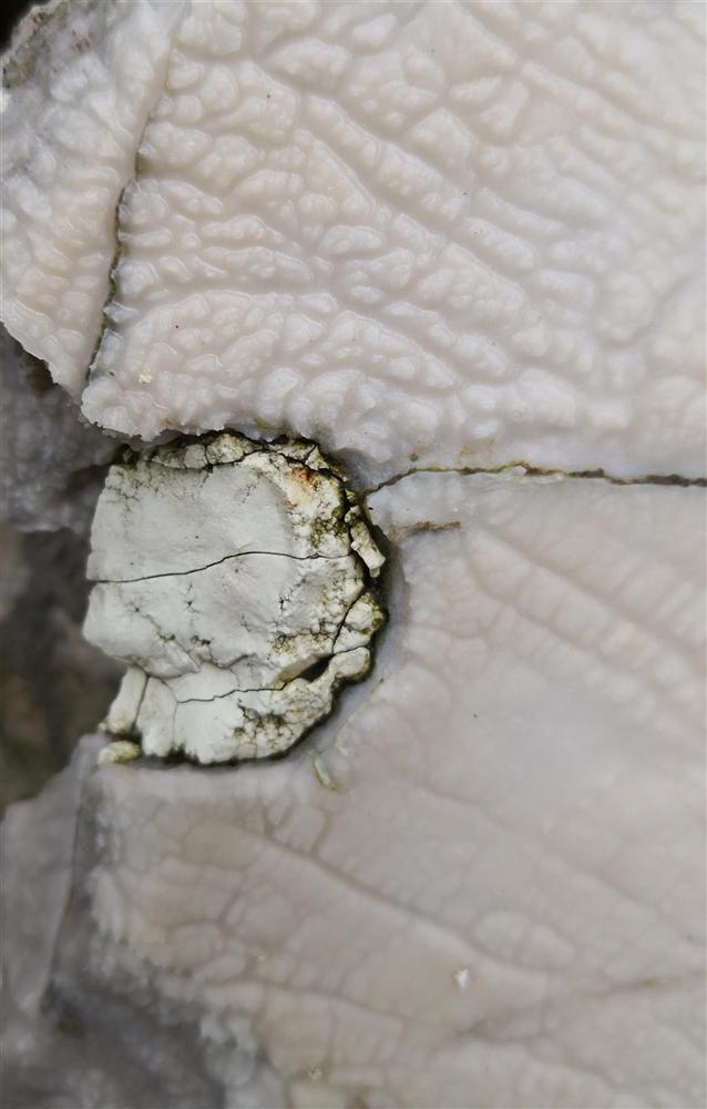 02. close-up of one concretion in plan (weathered)