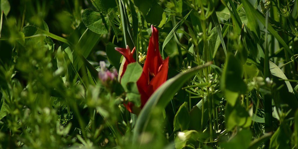 the-tulips-are-beginning-to-appear.jpg