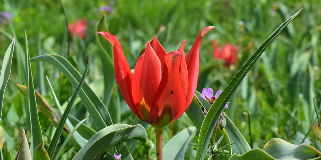 tiptoe-to-the-tulipss.jpg