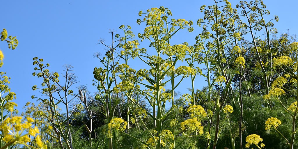 cyprus-giant-fennel_masthead.jpg