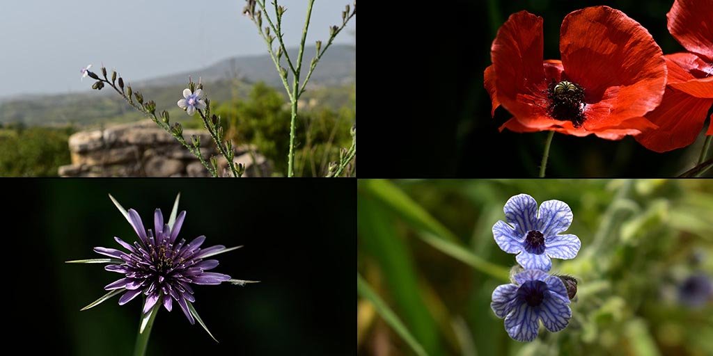 cyprus-spring-flowers_masthead.jpg