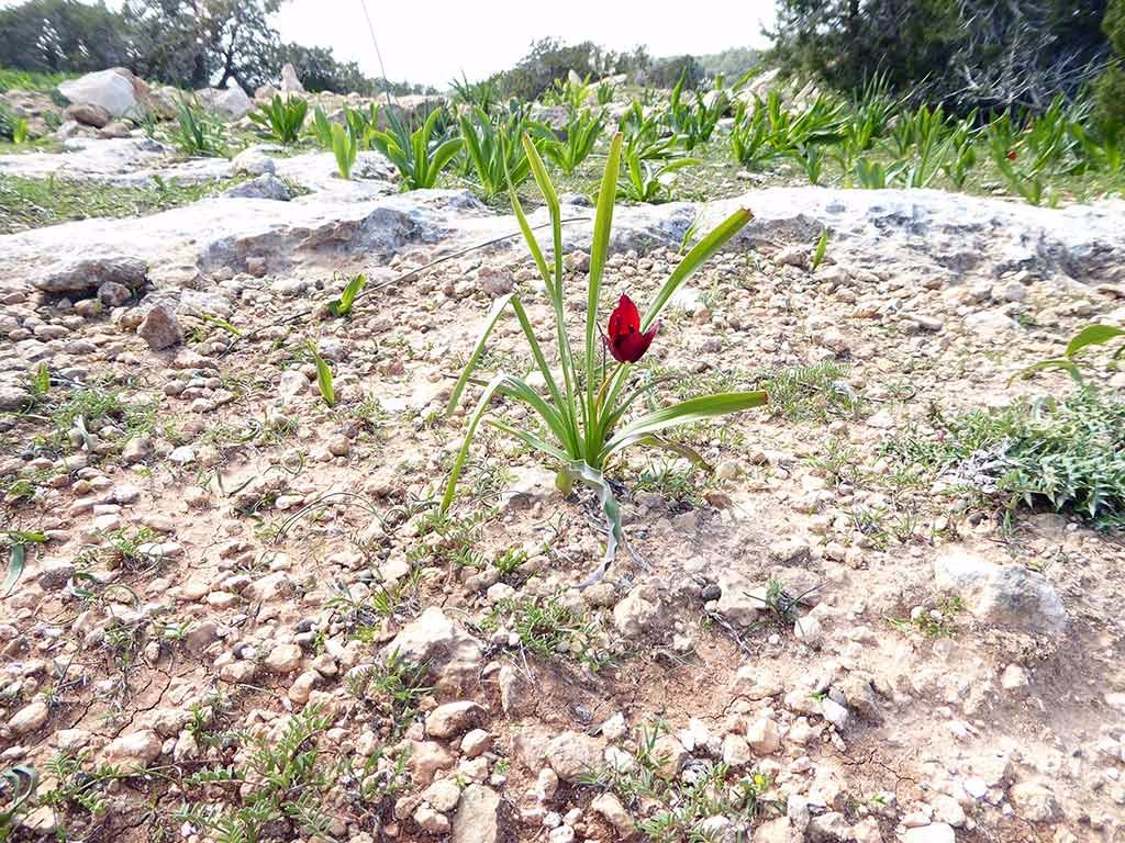 tulip1.jpg
