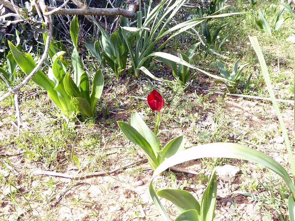 tulip2.jpg