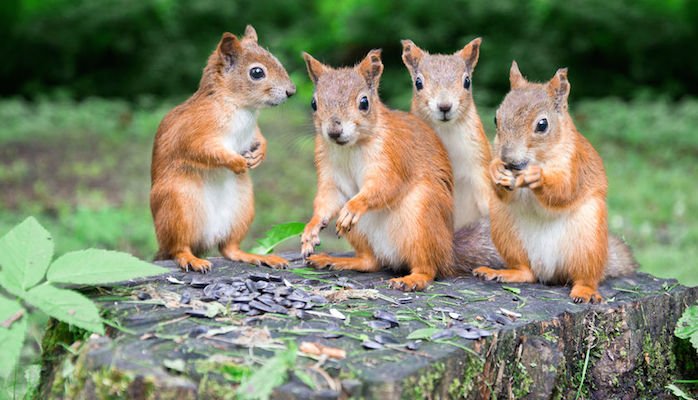 A Group of Red squirrels.jpg