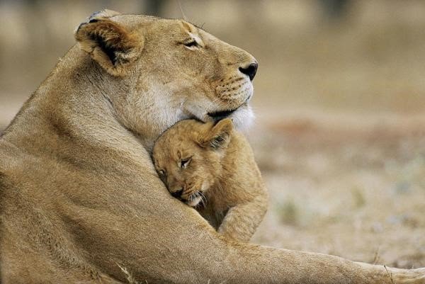 A mothers Love..jpg