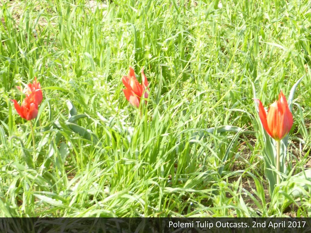 tulip5.jpg