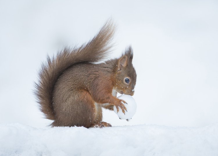 Squirrel in the snow.jpg