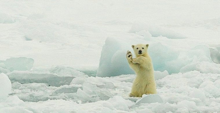 Baby Polar bear -Hi_Fotor.jpg