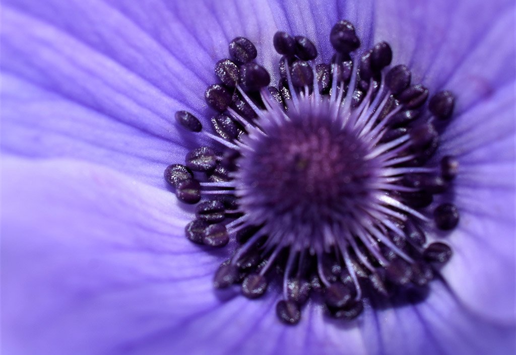 archaeological-park-flowers_07.jpg