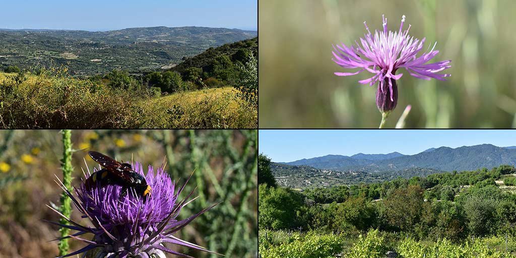 arnies-nature-trail_masthead.jpg