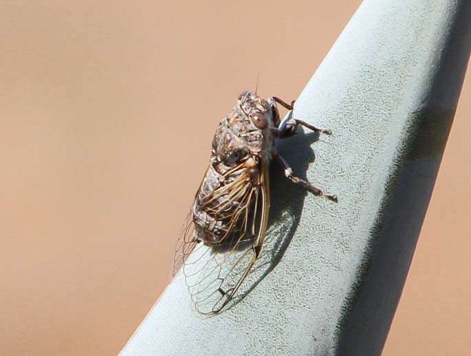 Cicada Sample 1.jpg