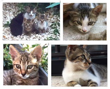 3 cats collage.png