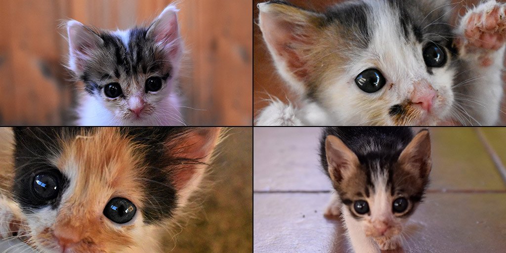 kitten-capers_masthead.jpg