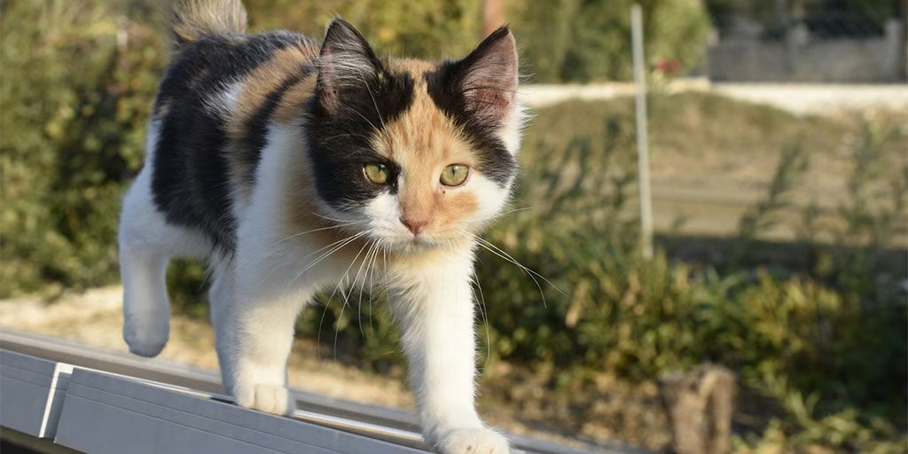 new-animal-welfare-law-passed.jpg