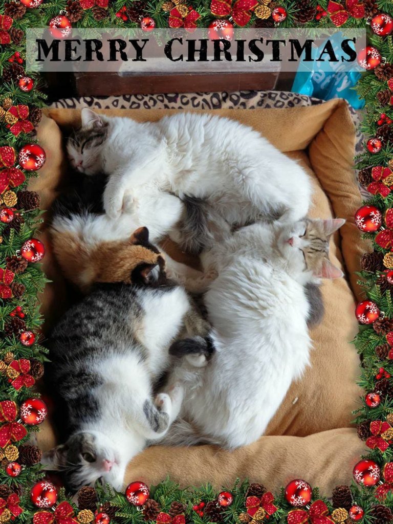 kittie2.jpg
