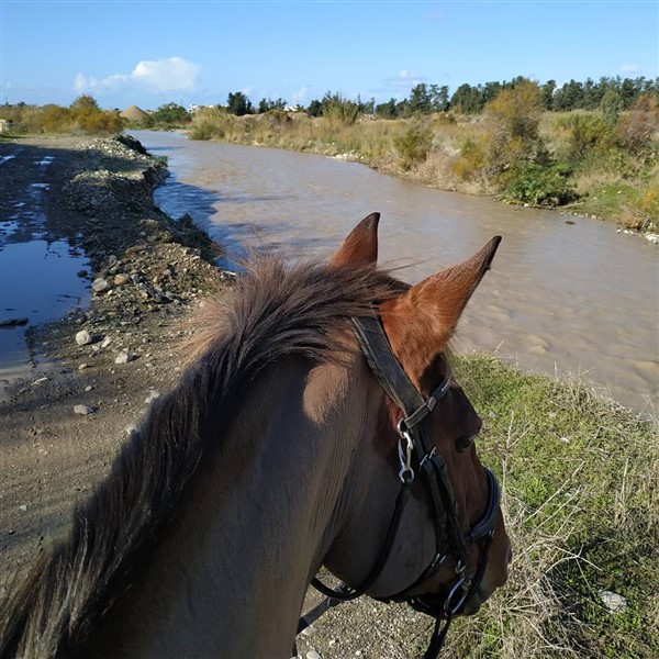 horse. (600 x 600).jpg