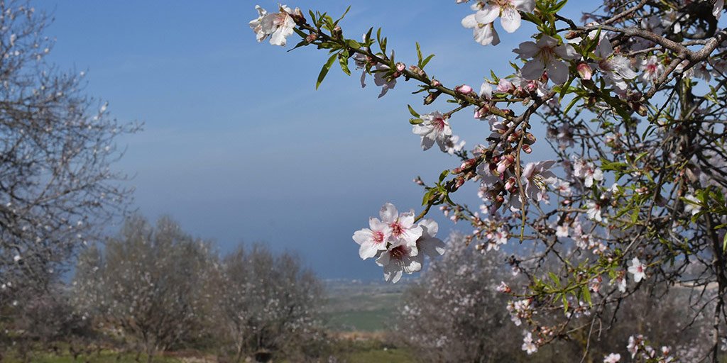 droushia-blossom_masthead.jpg