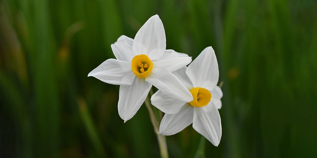 akamas-narcissus_masthead.jpg