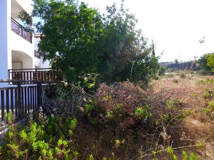 overgrown carob tree and others pushing over fence panels