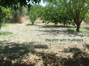 the plot with his fruittrees-001.jpg