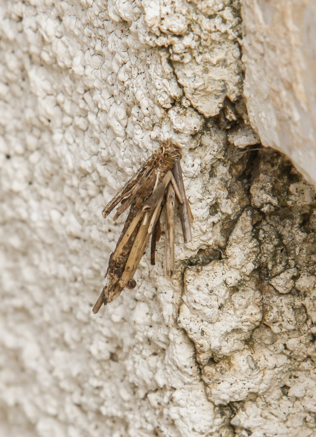 Case-bearing Moth Sample 1.jpg