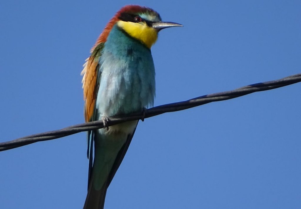 bee eater 130.JPG