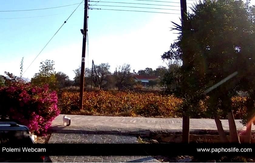 webcam dom cat 3.JPG