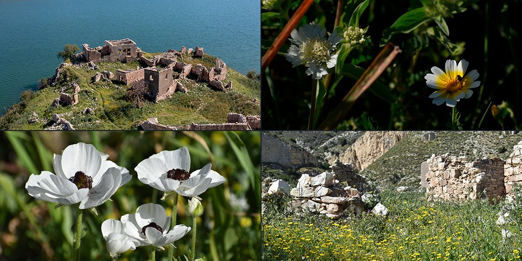foinikas-in-bloom_masthead.jpg