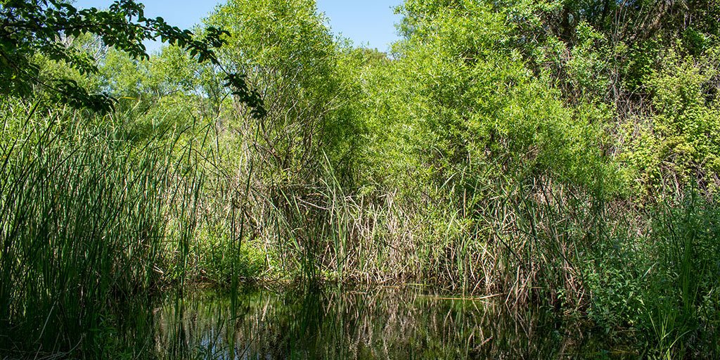 polemi-pond_masthead.jpg