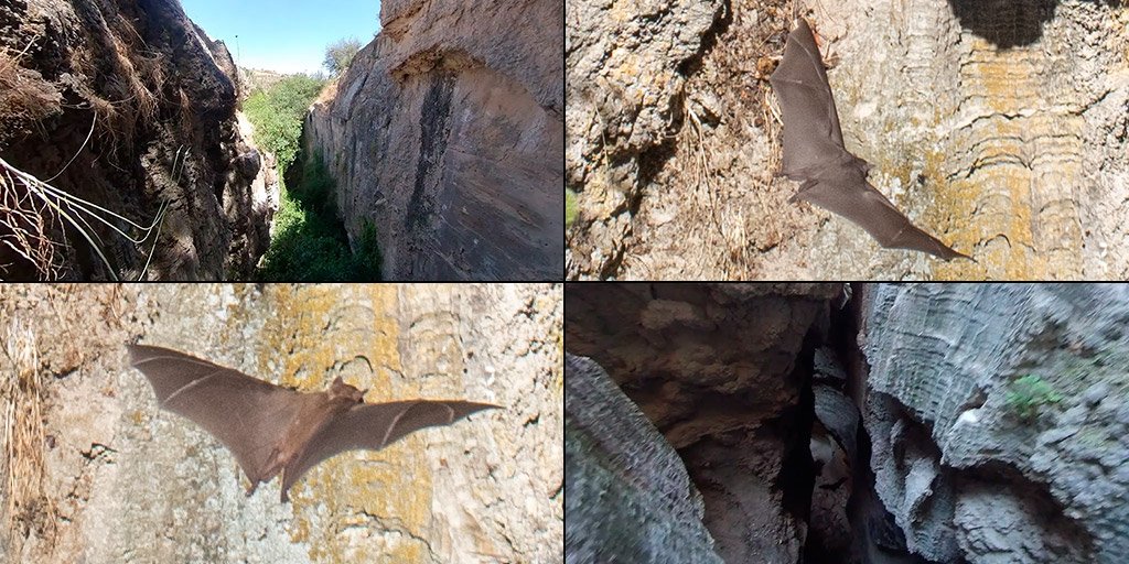 polemi-bat-cave_masthead.jpg