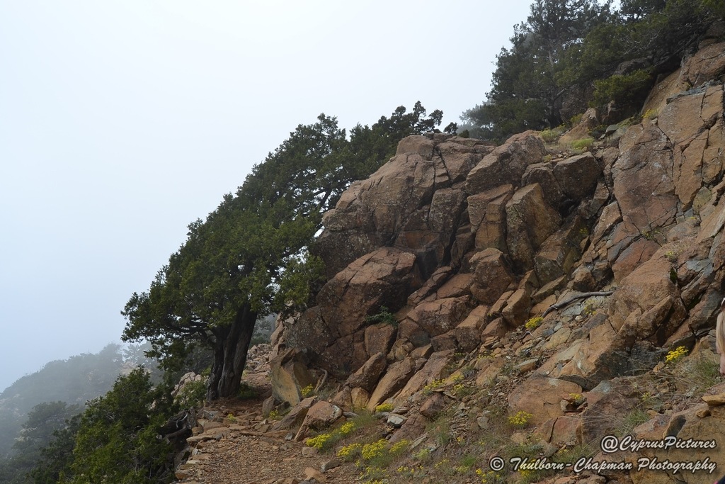 artemis-trail---cyprus-a-close.jpg