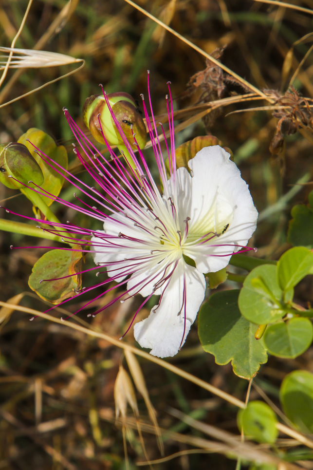 Capparis spinosa Sample 1.jpg