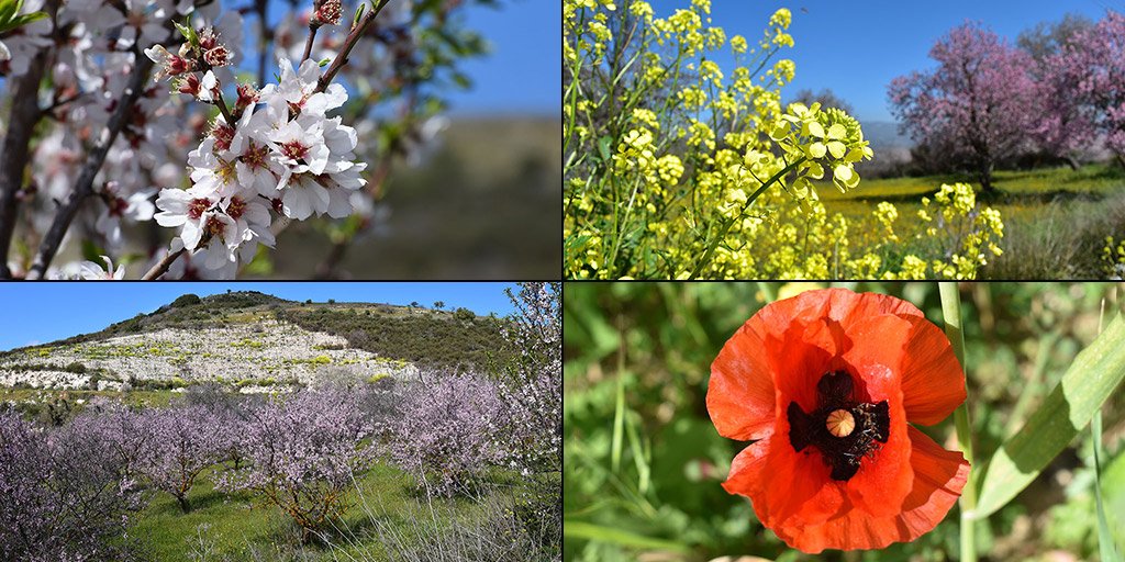 paphos-blossom_masthead.jpg