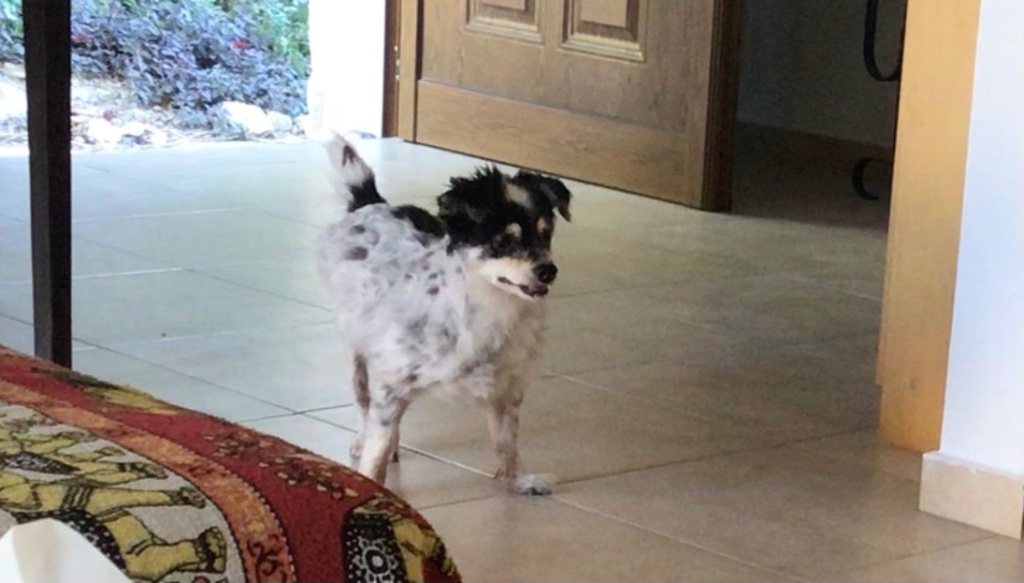 IMG_3827.jpeg