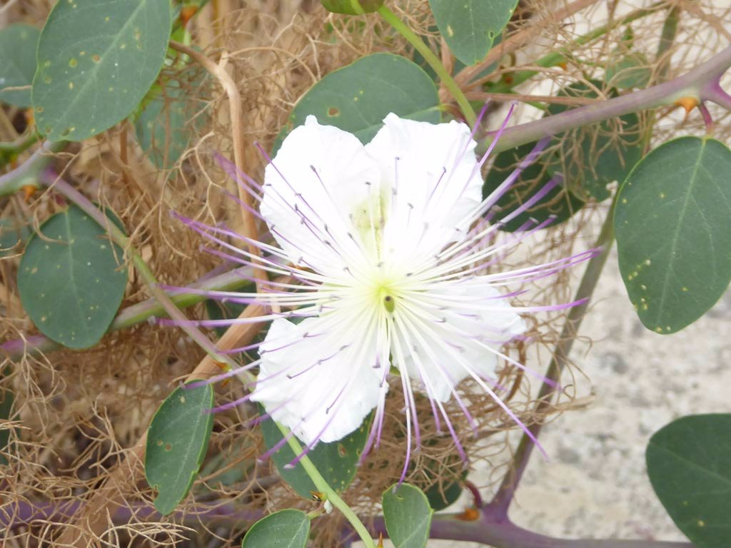 flower.jpg