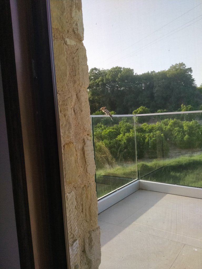 Young Hoopoe on Balcony.jpg